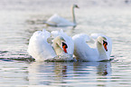 mute swans