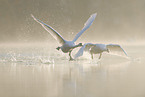 mute swans