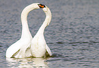 mute swans