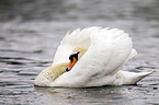 mute swan