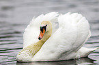 mute swan