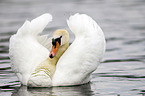 mute swan