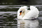 mute swan