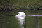 mute swan