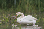 mute swans