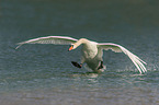 mute swan