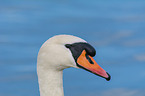 mute swan