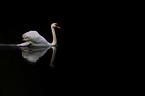 mute swan