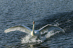 mute swan