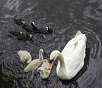 Mute Swans and black coots