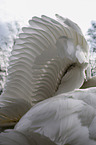 mute swan