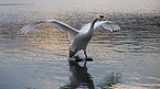 mute swan