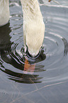 mute swan