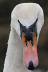 mute swan