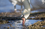 mute swan