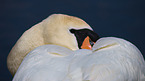 mute swan