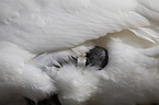 mute swan