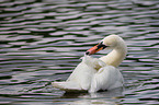 mute swan