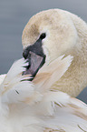 mute swan