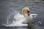 mute swan