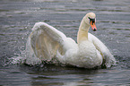mute swan