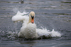 mute swan