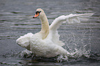 mute swan