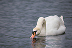 mute swan