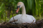 mute swan