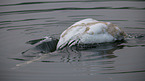 mute swan