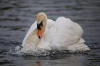 mute swan