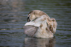 mute swan
