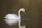 mute swan