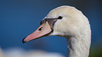 mute swan