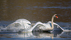 mute swans
