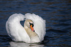 mute swan