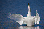 mute swan