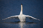 mute swan