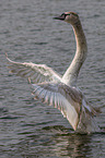 mute swan