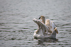 mute swan