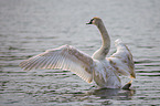 mute swan