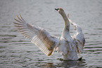 mute swan