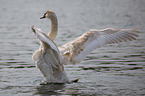 mute swan