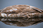 mute swan