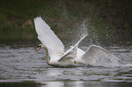 mute swans