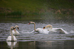 mute swans