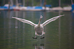 mute swan