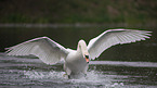 mute swan