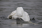mute swan
