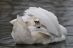 mute swan